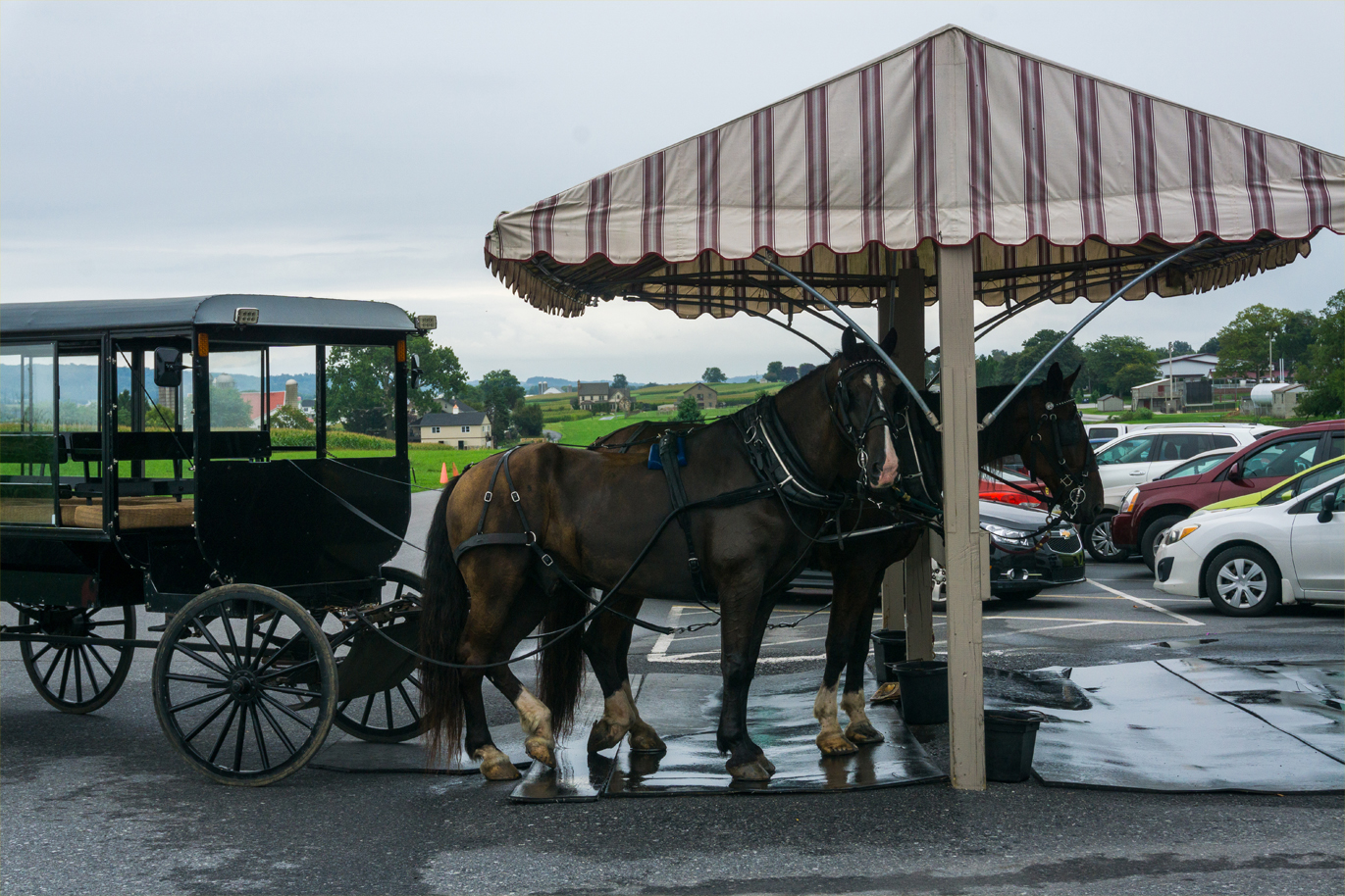 horse and buggy in parking lot