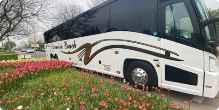 Executive Coach bus next to pink flowers.